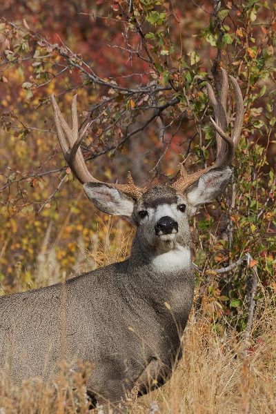 Alert Mule Deer Buck